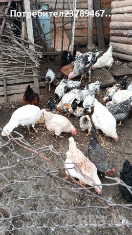 Продавам ,ярички,петли пуики, снимка 2 - Кокошки и пуйки - 53274326