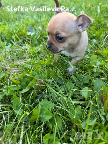 Продавам чихита, снимка 3 - Чихуахуа - 54331324