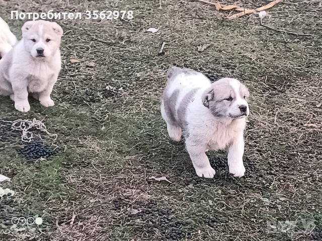 САО Алабай, снимка 10 - Алабай - 52820597