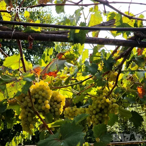 Парцел с овошки, снимка 16 - Парцели - 54730105