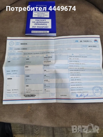 Кане корсо (ферментино), снимка 11 - Кане корсо - 53929196