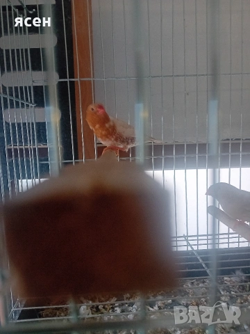 Продавам портокаловогърди зеброви амадини 