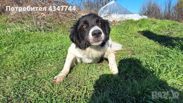 Подаряват се малки кученца 7 броя. , снимка 4 - Други - 52813823