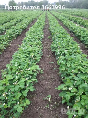 Продавам елитен разсад ягоди и малини , снимка 16 - Разсади - 40037822