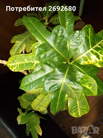 Планински кротон -1метър/15годишен/няколко разклонения , снимка 10 - Стайни растения - 44861352