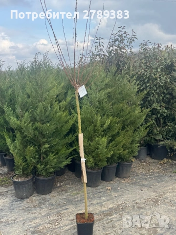 Пъстролистна японска върба , снимка 5 - Градински цветя и растения - 53902254