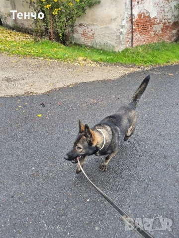 Немска овчарка Сивак за разплод, снимка 6 - Немска овчарка - 52314697