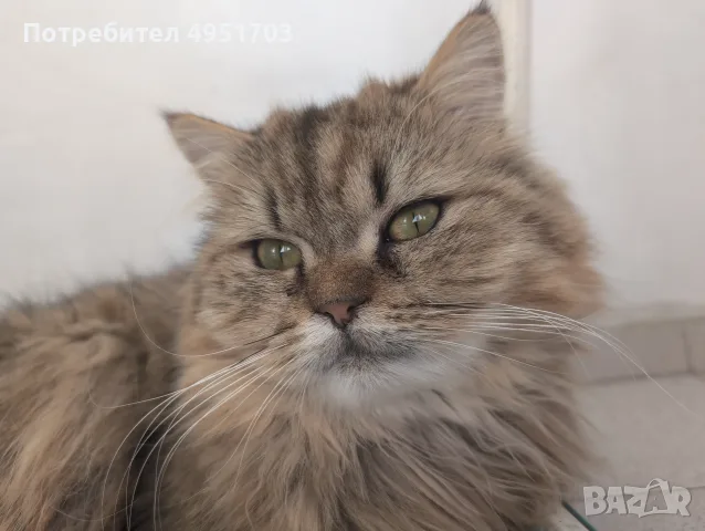 Мъжки котарак за Разплод
