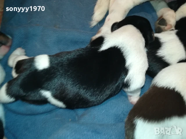 ДЖАК РЪСЕЛ-БЕБЕТА ПО 250ЛВ 1508251800, снимка 14 - Джак ръсел териер - 51378172