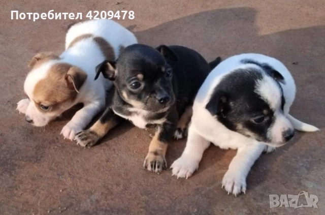 Кученца Пинчери 