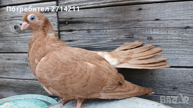 Добрички месни гълъби