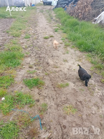 Подарявам кученца!, снимка 5 - Други - 54154370