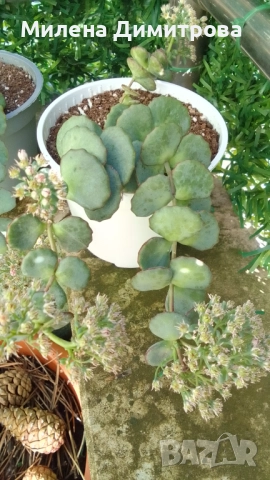 Седум Сиеболди - Японска коприна , снимка 9 - Стайни растения - 51656938