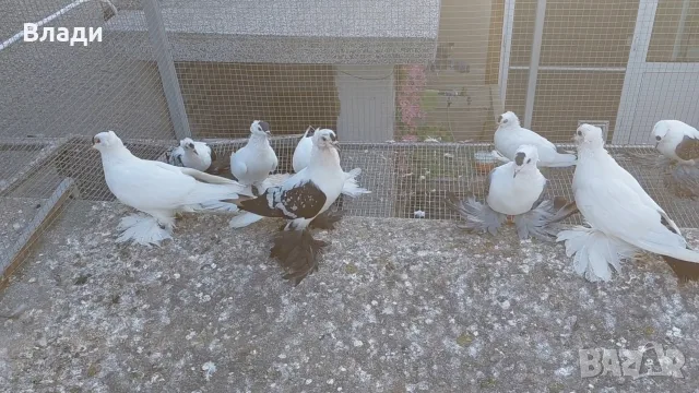 Нюрнбергски чайки