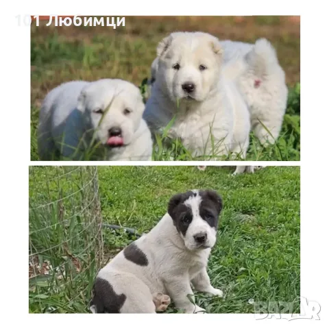 Средноазиатски овчарки с родословие