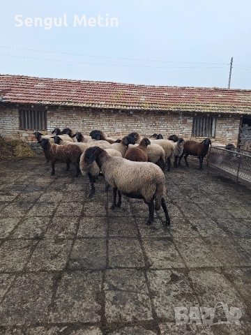 Плевенски черноглави овце , снимка 7 - Овце - 52866942