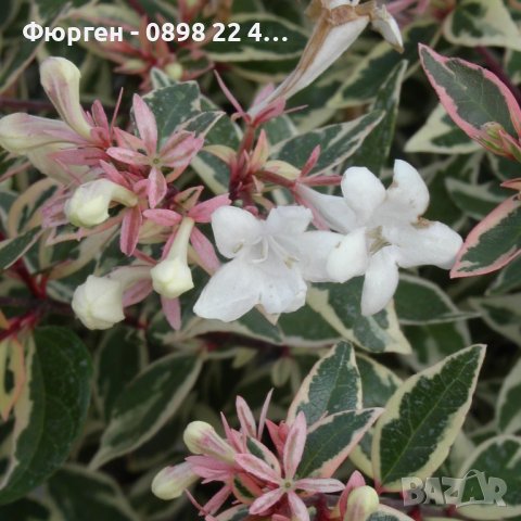 Абелия/ Abelia x grandiflora 'Confetti', снимка 1 - Разсади - 37551962