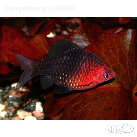 Търся черен барбус (puntius nigrofasciatus)