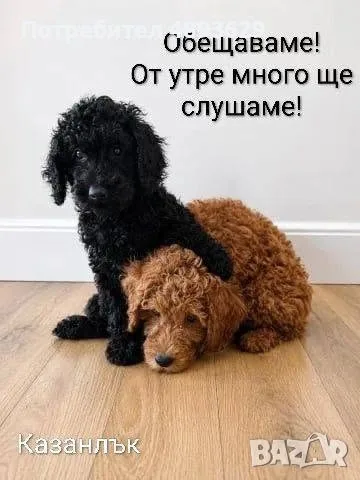 СРЕДНИ пудели 9 -10кг, снимка 3 - Пудели - 55927112