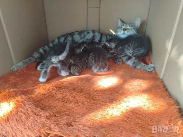 5 сладки бебенца котенца, снимка 14 - Други - 56375049