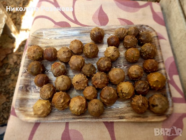 Дъбови шикалки, снимка 1