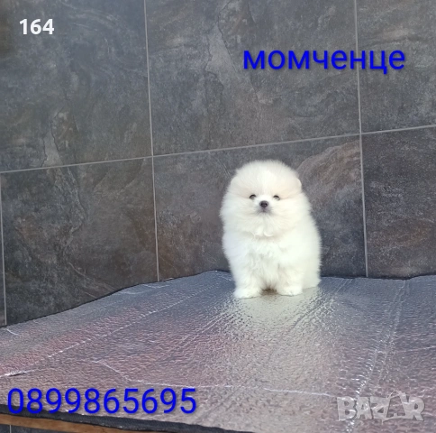 Померан. Реални снимки от 19.01.26 г. , снимка 6 - Померан - 53122247