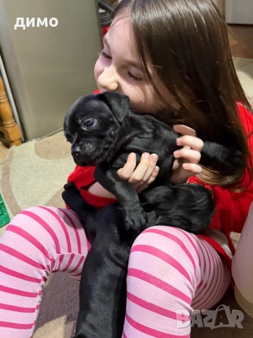 Английски стафордширски бултериер, снимка 11 - Други - 52136623