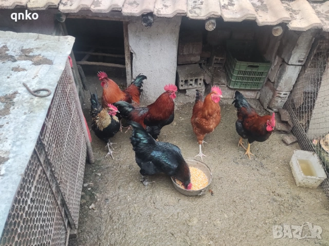 Продавам петли, снимка 6 - Кокошки и пуйки - 53077225