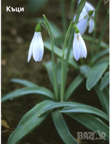 Кокиче луковици на цена от 1,30лева.