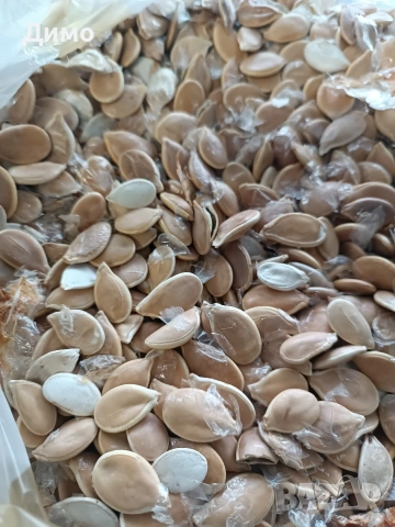 Продавам тиквени семки за садене, снимка 2 - Сортови семена и луковици - 54337234