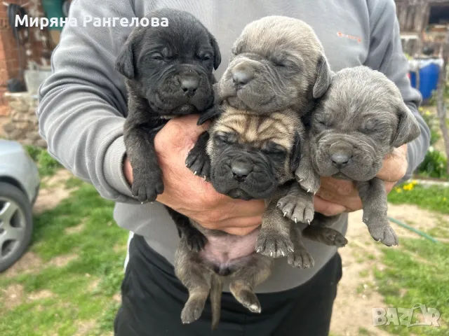 КАНЕ КОРСО-ПРОДАВАТ СЕ!, снимка 1