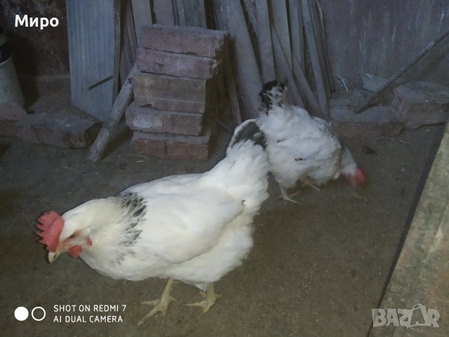 Кокошки и петел