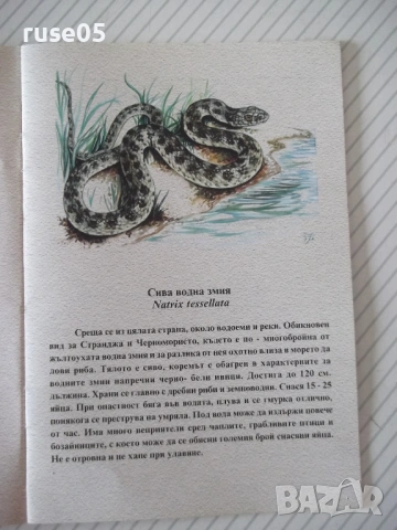 Книга "Змиите на Странджа-Спас Узунов/Иван Вълчев" - 14 стр., снимка 3 - Специализирана литература - 54097533
