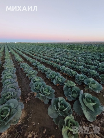 Прясно и крехко зеле Кьосе 