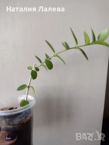 Хоя, hoya densifolia, снимка 3 - Стайни растения - 56303985