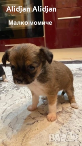 Продават се Чихуахуа и Пинчери, снимка 8 - Чихуахуа - 52679347