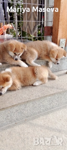 Продавам кученца Акита 