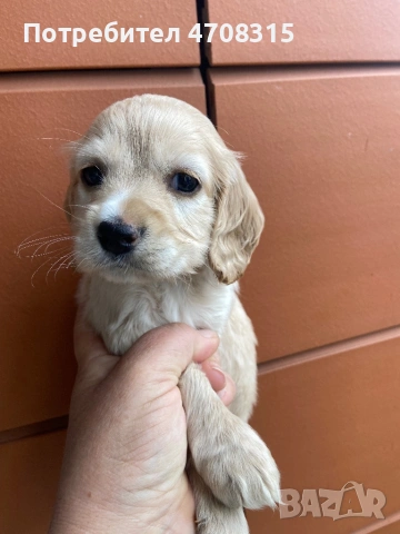 Кокер шпаньол момче ваксина родословен баща, снимка 4 - Кокер шпаньол - 54086998