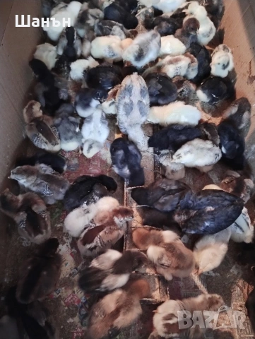 Продавам пиленца Струмски стандарт, снимка 3 - други­ - 54280248