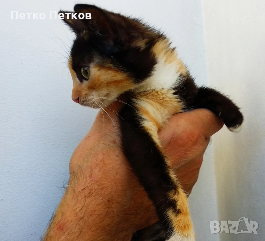 Подарявам малко шарено котенце, снимка 7 - Други - 52611406