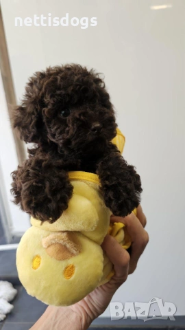 шоколадови Той Пудели, снимка 2 - Пудели - 51503360