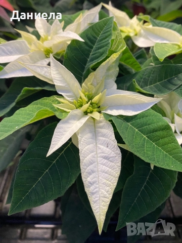 Коледна звезда, снимка 2 - Градински цветя и растения - 52344244