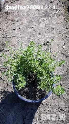 Билки и Подправки, снимка 3 - Разсади - 37006565