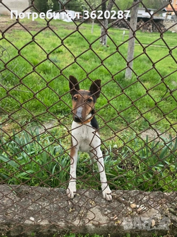 Куче Фокстериер , снимка 4 - Други - 54258198