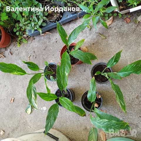 спатифилом диамант Стайни цветя 
