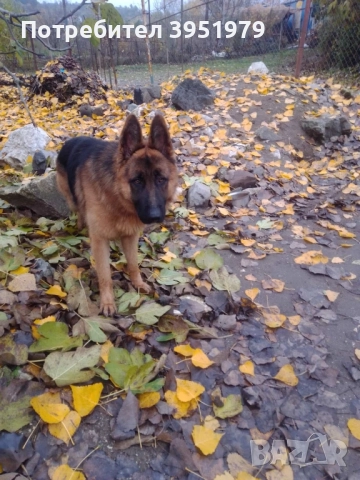Продавам мъжка немска овчарка