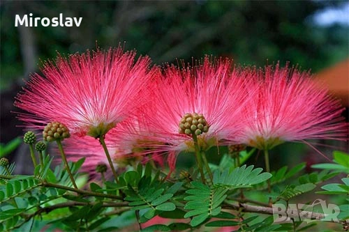 Албиция (Копринено дърво), снимка 4 - Градински цветя и растения - 53938925