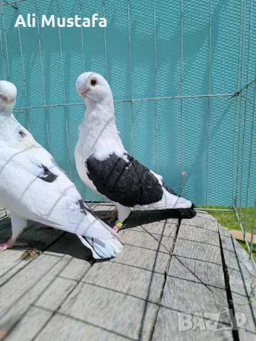 Африканска сова 