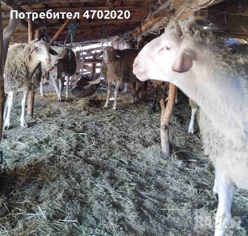 Продавам Шилета и Коч, снимка 6 - Овце - 56549901