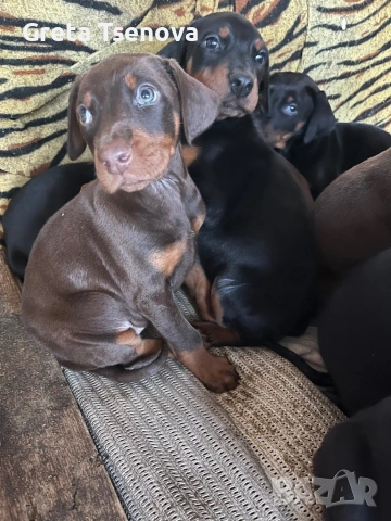 Продавам доберманчета, снимка 4 - Доберман - 53174902